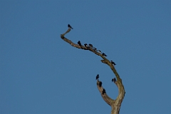 Mangrove swallow