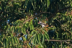 Masked tityra