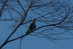 Mealy parrot