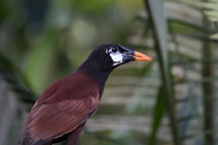 Montezuma oropendola
