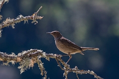 Mountain thrush