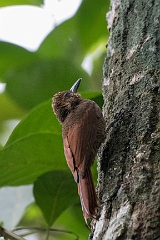 Northern barred woodcreeper