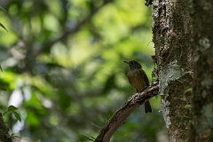 Ochre-bellied flycatcher