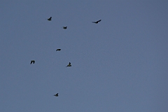 Orange-chinned parakeet