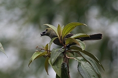 Palm tanager