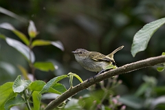 Paltry tyrannulet