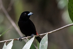 Passerini's tanager
