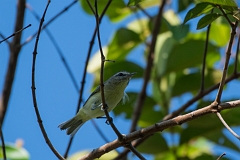 Philidelphia vireo