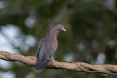 Red-billed pigeon