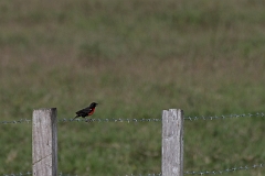 Red-breasted blackbird