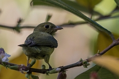 Red-headed manakin