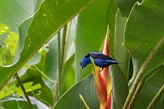 Red-legged honeycreeper