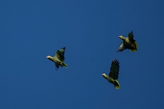 Red-lored parrot