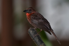 Red-throated ant-tanager