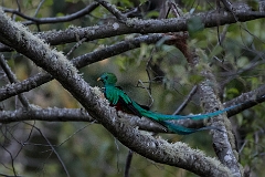 Resplendent quetzel