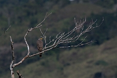 Roadside hawk
