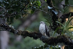 Rough-winged hawk