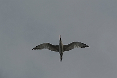 Royal tern