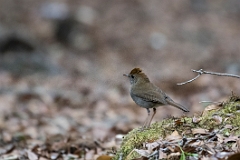 Ruddy-capped nightingale-thrush