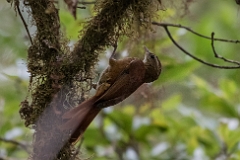 Ruddy treerunner
