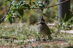 Rufous-collared sparrow