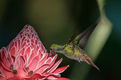 Rufous-tailed hummingbird