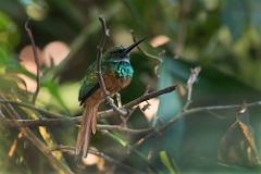 Rufous-tailed jacamar