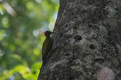 Rufous-winged woodpecker