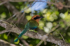 Rufous motmot