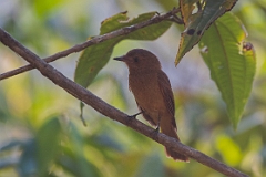Rufous piha