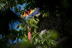 Scarlet macaw
