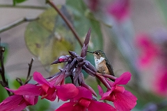 Scintillant hummingbird
