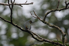 Scrub euphonia