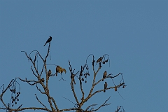 Shining cowbird