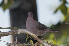 Short-billed pigeon