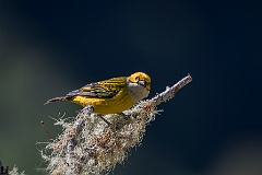 Silver-throated tanager