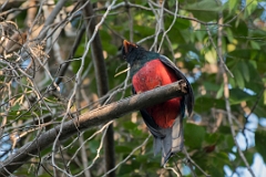 Slaty-tailed trogon