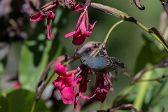 Slaty flowerpiercer