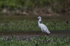 Snowy egret
