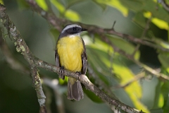 Social flycatcher