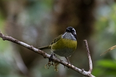 Sooty-capped chlorospingus