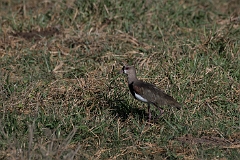 Southern lapwing