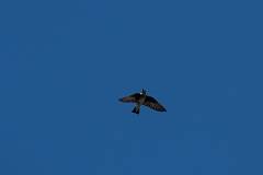 Southern rough-winged swallow