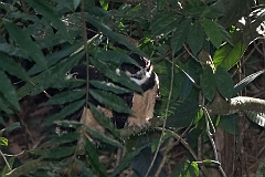 Spectacled owl