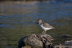 Spotted sandpiper
