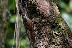Streak-headed woodcreeper