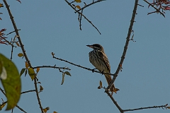 Streaked flycatcher