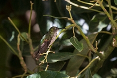 Stripe-tailed hummingbird