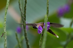Stripe-throated hermit