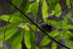 Sulphur-rumped flycatcher
